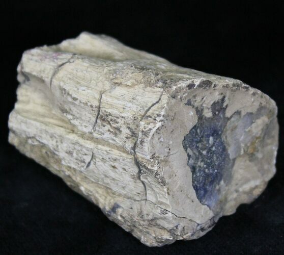 Unpolished Petrified Wood Limb - Blue Forest #28987